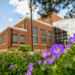 Purple flowers with the Powerhouse in the background