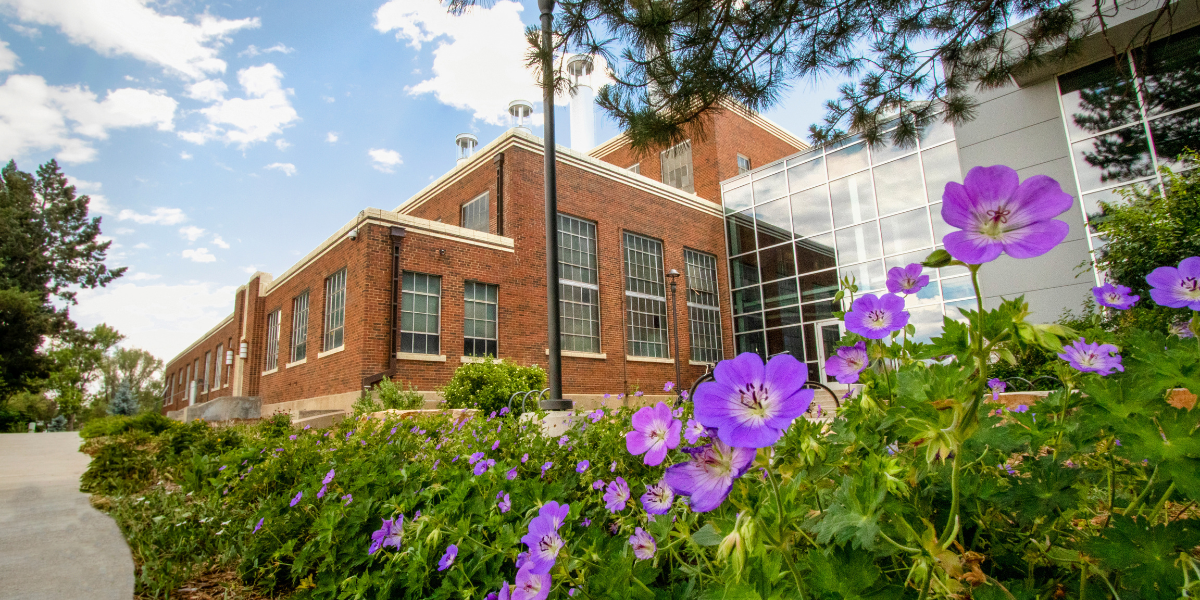 Purple flowers with the Powerhouse in the background