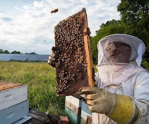 A beekeeper inspects a hive in front of solar panels