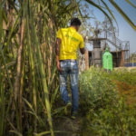 A person wearing a Husk shirt walks along a field of crops