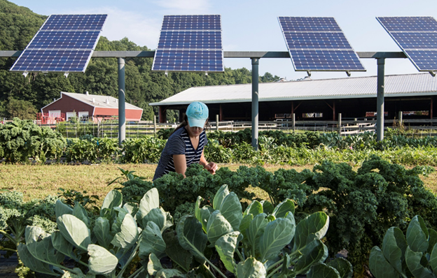 A farmer grows vegetable crops beneath solar panels at a research site. 